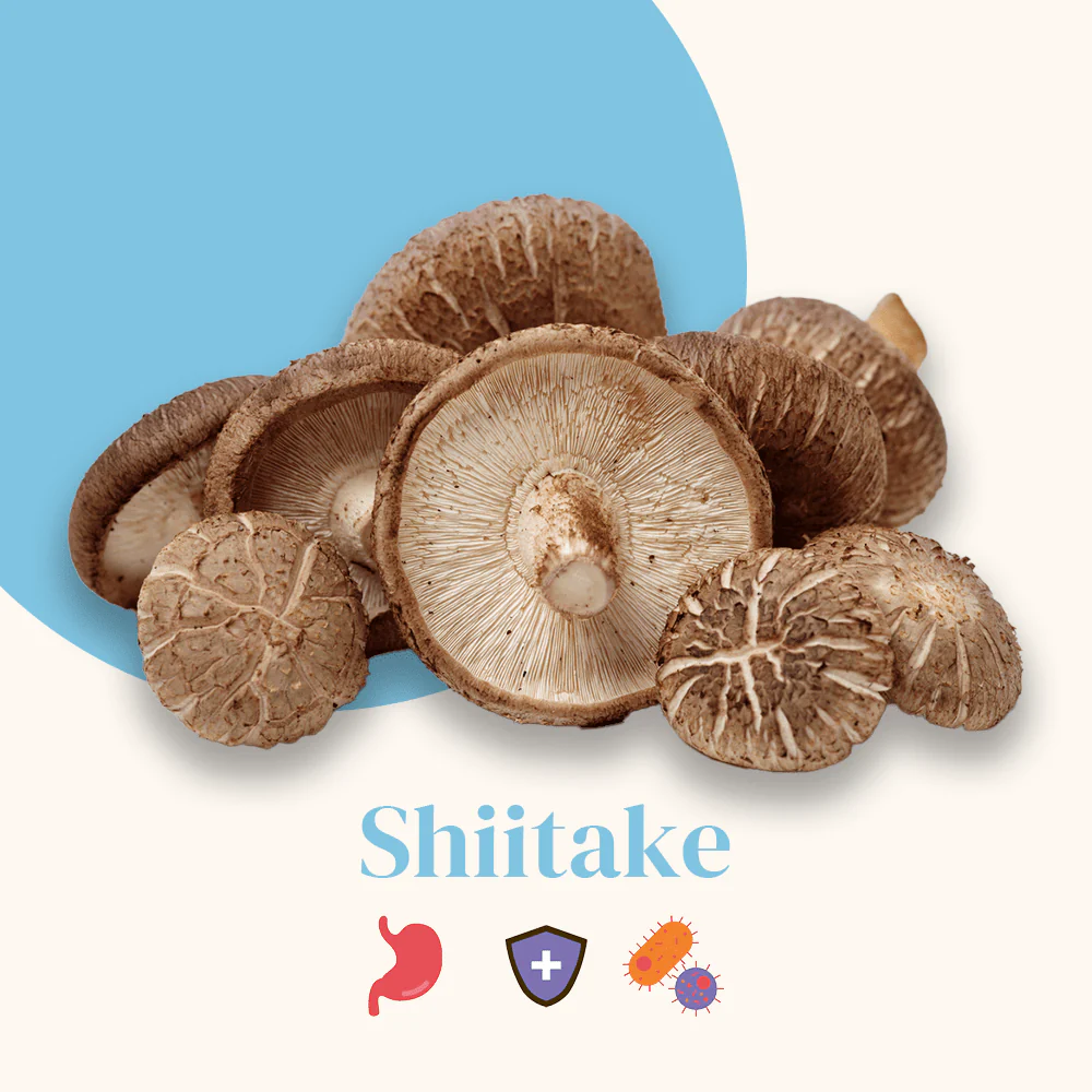Complexe Champignons 5 - Chaga Bio - Image 7