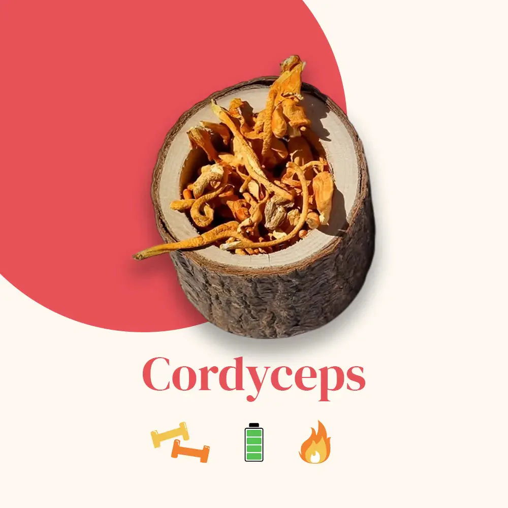 Le Cordyceps Bio - Image 5
