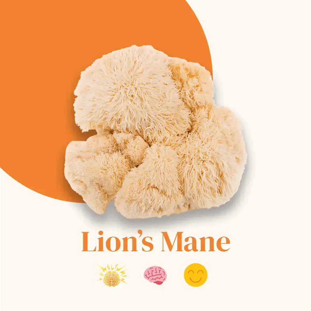 Le Lion’s Mane Bio - Image 5
